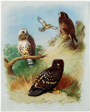 British Birds by Archibald Thorburn (1918)